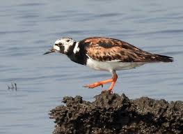 Attēlu rezultāti vaicājumam “Arenaria interpres adult”