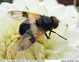 Attēlu rezultāti vaicājumam “Volucella pellucens”