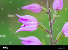 Attēlu rezultāti vaicājumam “Cephalanthera rubra bud”