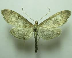 Attēlu rezultāti vaicājumam “Anania lancealis”