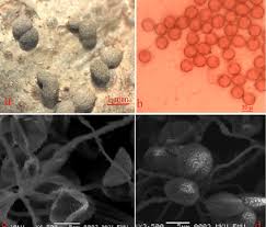 Attēlu rezultāti vaicājumam “Didymium serpula spores”
