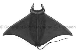 Image result for Mobula hypostoma