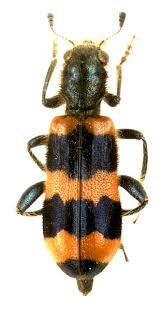 Attēlu rezultāti vaicājumam “Trichodes apiarius”