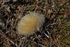 Image result for Silberdistel