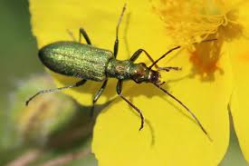 Attēlu rezultāti vaicājumam “Chrysanthia viridissima”