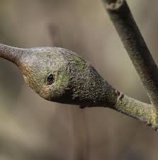 Attēlu rezultāti vaicājumam “Rabdophaga degeeri”