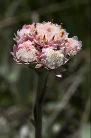 Attēlu rezultāti vaicājumam “Antennaria dioica male flower”