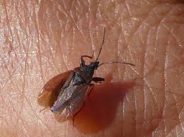 Attēlu rezultāti vaicājumam “Gastrodes grossipes”