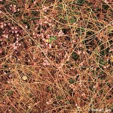 Attēlu rezultāti vaicājumam “Cuscuta epithymum subsp. trifolii flower”