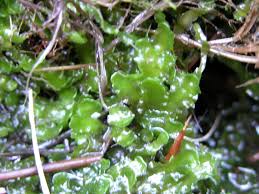 Attēlu rezultāti vaicājumam “Aneura pinguis”