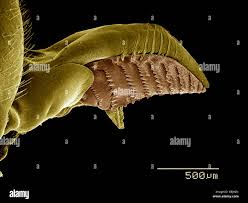 Attēlu rezultāti vaicājumam “Diprionidae”