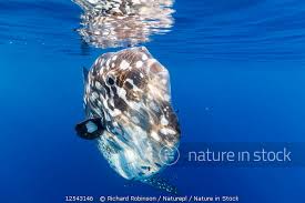 Image result for Mola alexandrini