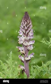 Attēlu rezultāti vaicājumam “Orobanche reticulata flower”