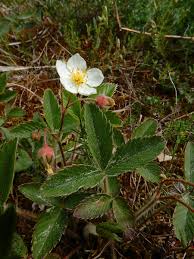 Attēlu rezultāti vaicājumam “Fragaria viridis flower”