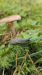 Attēlu rezultāti vaicājumam “Krynickillus melanocephalus”