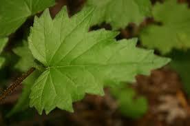 Image result for Campanula trachelium