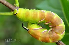 Attēlu rezultāti vaicājumam “Sphinx ligustri”