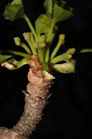Attēlu rezultāti vaicājumam “Ginkgo biloba female flower”