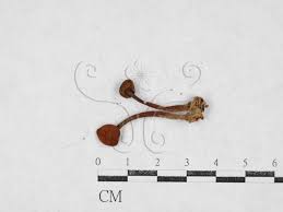 Attēlu rezultāti vaicājumam “Collybia acervata”