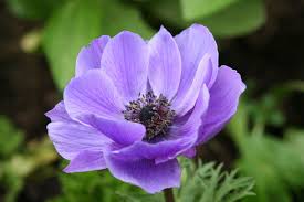 Attēlu rezultāti vaicājumam “Anemone”