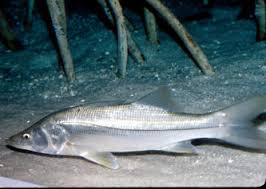 Image result for Centropomus undecimalis