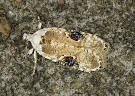 Attēlu rezultāti vaicājumam “Agonopterix alstromeriana”