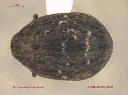 Attēlu rezultāti vaicājumam “Byrrhidae”