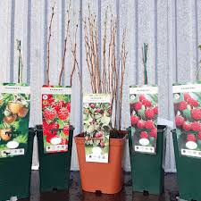 Attēlu rezultāti vaicājumam “Rubus idaeus fruit”