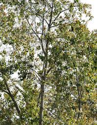 Attēlu rezultāti vaicājumam “Populus x canescens leaf”