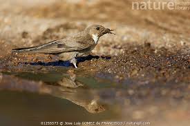 Image result for Ptyonoprogne rupestris