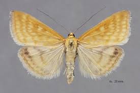 Attēlu rezultāti vaicājumam “Sitochroa verticalis”