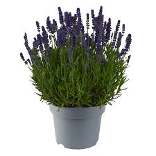 Attēlu rezultāti vaicājumam “Lavandula angustifolia”