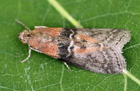 Attēlu rezultāti vaicājumam “Sciota adelphella”