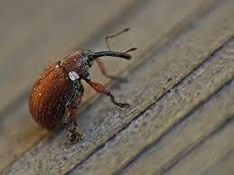 Attēlu rezultāti vaicājumam “Anthonomus phyllocola”