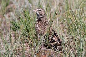 Image result for Melanocorypha yeltoniensis