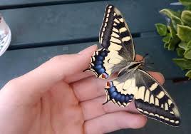 Attēlu rezultāti vaicājumam “Papilio machaon underside”