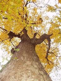 Attēlu rezultāti vaicājumam “Betula alleghaniensis”