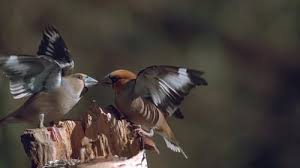 Attēlu rezultāti vaicājumam “Coccothraustes coccothraustes adult”
