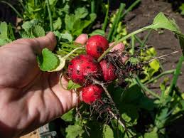 Attēlu rezultāti vaicājumam “Raphanus raphanistrum fruit”