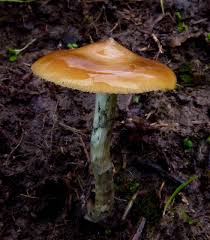 Attēlu rezultāti vaicājumam “Psilocybe sp.”