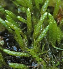 Attēlu rezultāti vaicājumam “Myurella julacea”