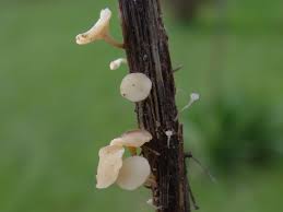 Attēlu rezultāti vaicājumam “Hymenoscyphus sp.”