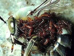 Attēlu rezultāti vaicājumam “Meloe sp. larva”