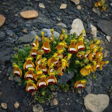 Attēlu rezultāti vaicājumam “Plantago uniflora flower”