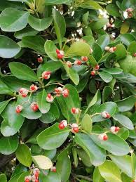 Attēlu rezultāti vaicājumam “Euonymus fruit”