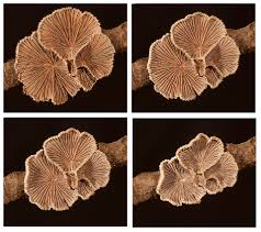 Attēlu rezultāti vaicājumam “Schizophyllum commune”