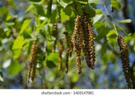 Attēlu rezultāti vaicājumam “Betula pubescens flower”
