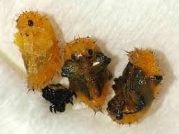 Attēlu rezultāti vaicājumam “Altica sp.”