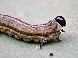 Attēlu rezultāti vaicājumam “Neodiprion sertifer larva”