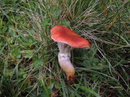 Attēlu rezultāti vaicājumam “Gomphidius roseus”